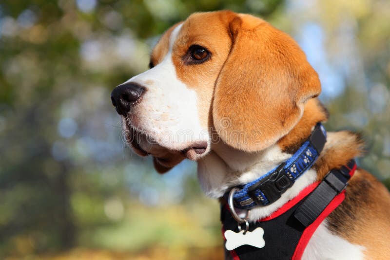 Retrato del perro del beagle