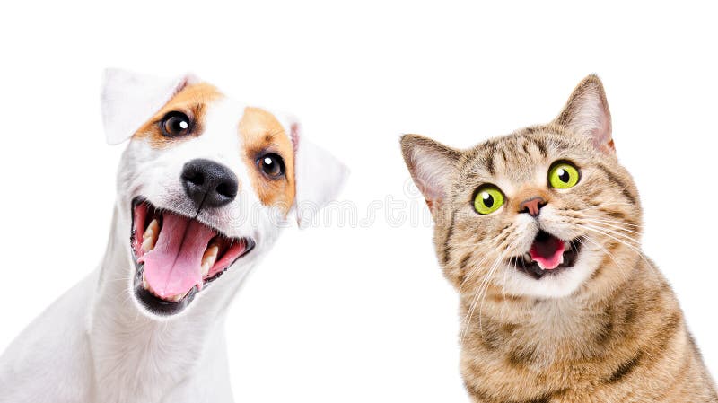 Retrato del perro divertido Jack Russell Terrier y el gatito alegre Scottish Straight