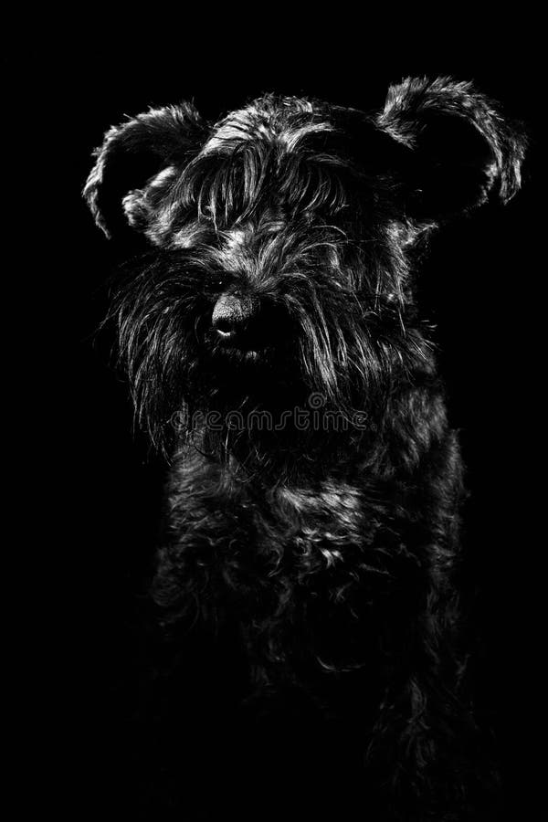 Retrato Del Perro En El Fondo Negro, Schnauzer Foto de archivo - Imagen de  peludo, suelo: 66299492