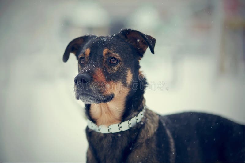 Retrato del perro no criado en línea pura fotografía de archivo libre de regalías Retrato del perro no criado en línea pura fotografía de archivo libre de regalías