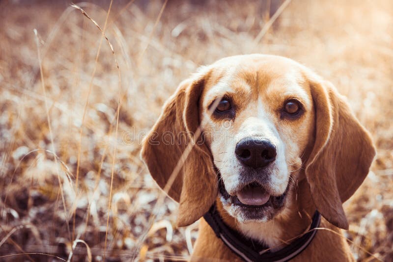 Retrato del perro puro del beagle de la raza Cierre del beagle encima de la sonrisa de la cara Perro feliz imagen de archivo libre de regalías Retrato del perro puro del beagle de la raza Cierre del beagle encima de la sonrisa de la cara Perro feliz imagen de archivo libre de regalías