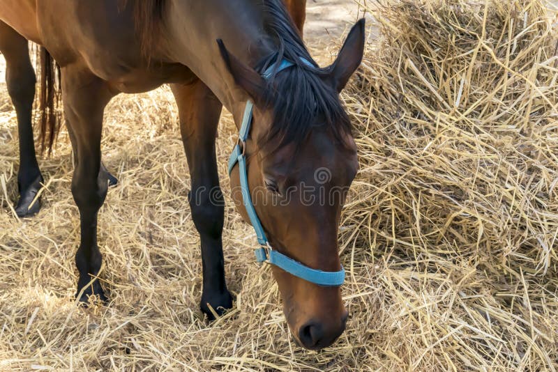 Retrato del primer de un caballo marrón de crianza hermoso que come el heno Alimentaci?n de caballos que montan fotografía de archivo Retrato del primer de un caballo marrón de crianza hermoso que come el heno Alimentaci?n de caballos que montan fotografía de archivo