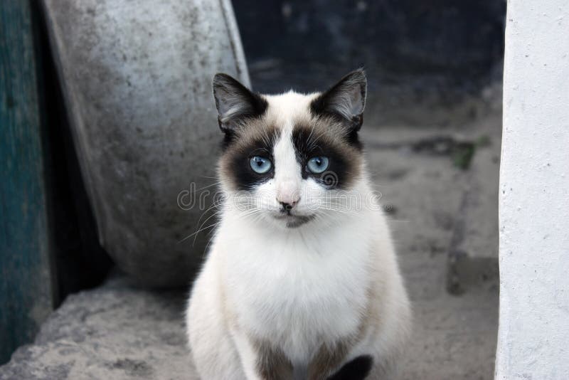 Retrato del primer de un gato, con los ojos azules y la piel clara imagen de archivo Retrato del primer de un gato, con los ojos azules y la piel clara imagen de archivo