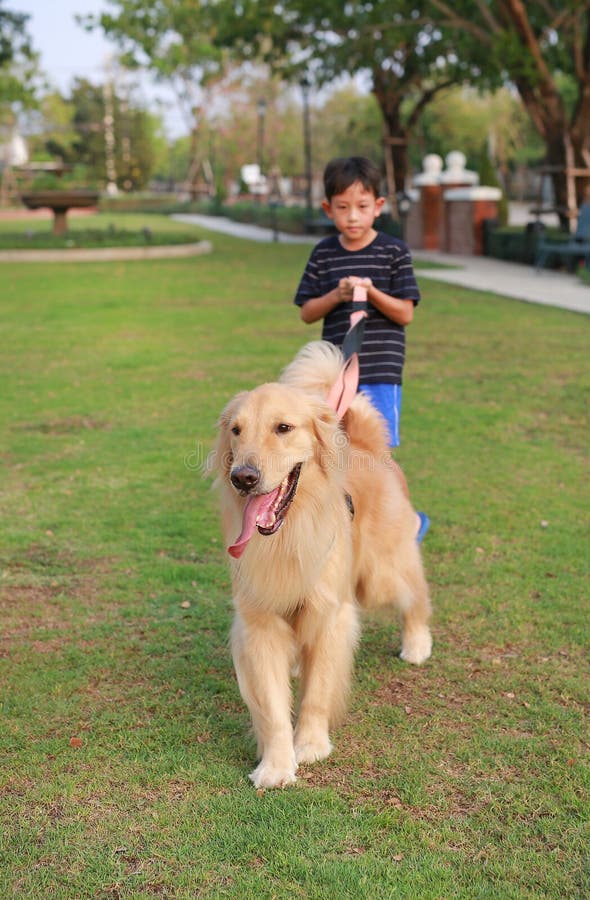 Retrato del recuperador de oro y un niño asiático parado en el césped en el jardín. Enfoque en el perro fotografía de archivo