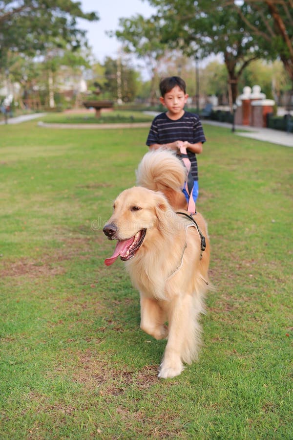 Retrato del recuperador de oro y un niño asiático parado en el césped en el jardín. Enfoque en el perro fotografía de archivo