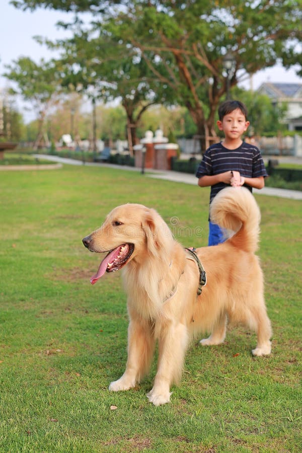 Retrato del recuperador de oro y un niño asiático parado en el césped en el jardín. Enfoque en el perro imagenes de archivo