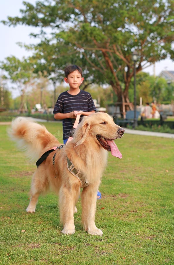 Retrato del recuperador de oro y un niño asiático parado en el césped en el jardín. Foco en el perro foto de archivo