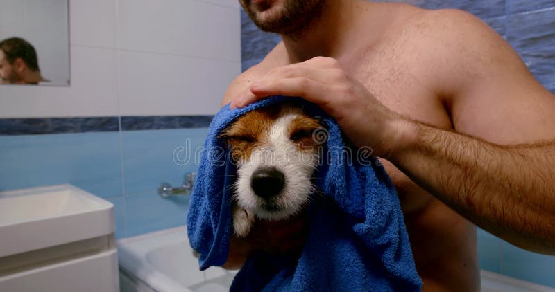 Retrato detalhado de um cão molhado após a lavagem. o dono segura em suas mãos em uma toalha e limpa.