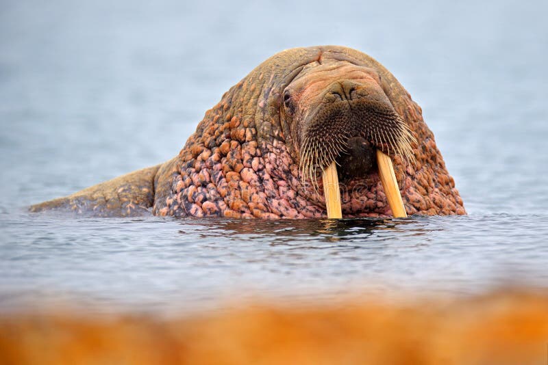 La Morsa, Rosmarus Del Odobenus, Mamífero Marino Flippered Grande, En Agua  Azul, Svalbard, Noruega Retrato Del Detalle Del Animal Imagen de archivo -  Imagen de detalle, paquete: 95608779