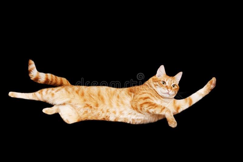 Retrato divertido de un gato rojo que vuela en un fondo negro Aislado en negro imagenes de archivo Retrato divertido de un gato rojo que vuela en un fondo negro Aislado en negro imagenes de archivo