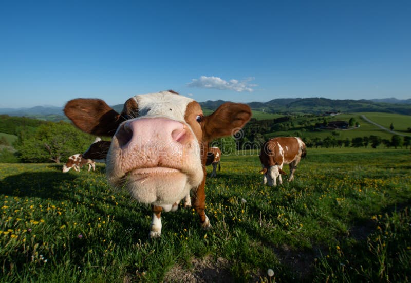 Retrato divertido de una vaca en el pasto en el paisaje austríaco de Mostviertel que mira curiosamente en la cámara imagen de archivo libre de regalías Retrato divertido de una vaca en el pasto en el paisaje austríaco de Mostviertel que mira curiosamente en la cámara imagen de archivo libre de regalías