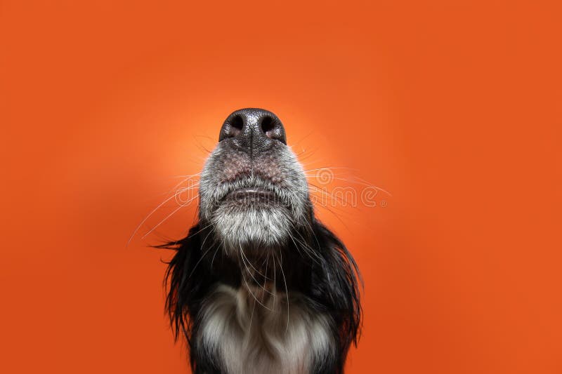 Retrato divertido perrito de cachorro closeup mirando. aislado en un fondo de color naranja fotografía de archivo