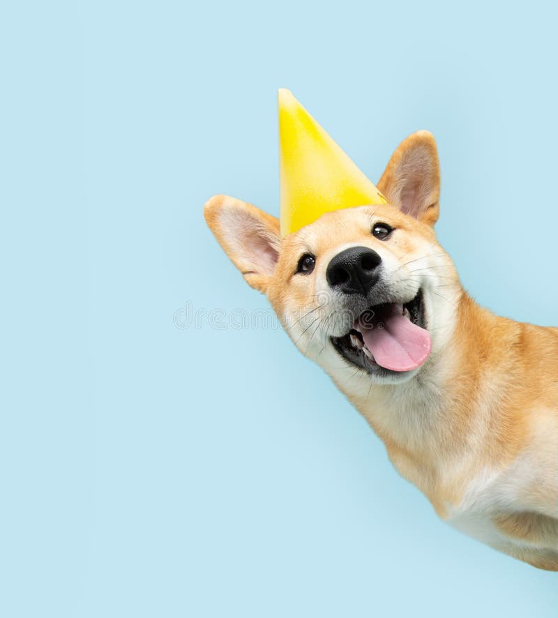 Retrato divertido y feliz perrito shiba u cachorro asomando desde detrás de una bandera azul celebrando el aniversario de cumpleañ foto de archivo