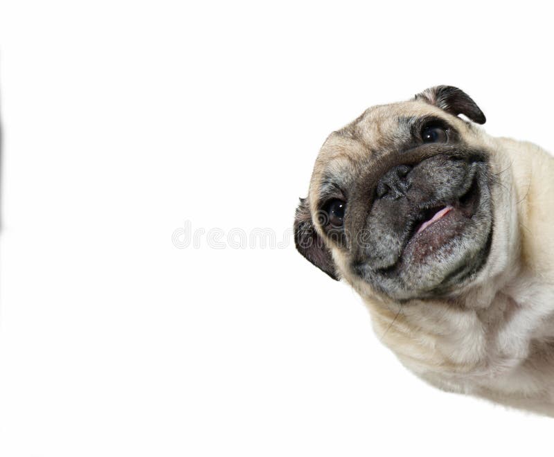 Retrato divertido y feliz perro cachorro asomando desde detrás de una pancarta blanca. Aislado sobre fondo blanco foto de archivo libre de regalías