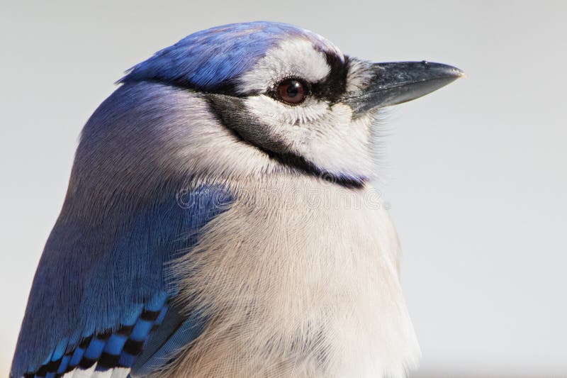 Retrato do bluejay foto de stock