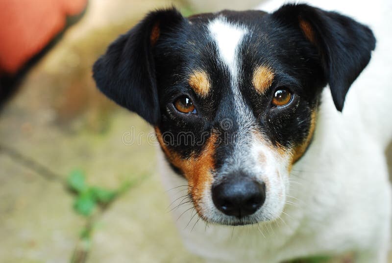 O Perfil Triste Do Olho De Um Cão Preto Pequeno Foto de Stock