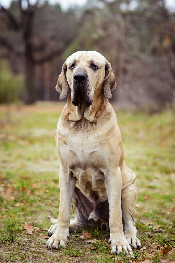 Retrato Do Cão De Fila Brasileiro, Cena Do Outono Foto de Stock - Imagem de  enorme, brasil: 134239794