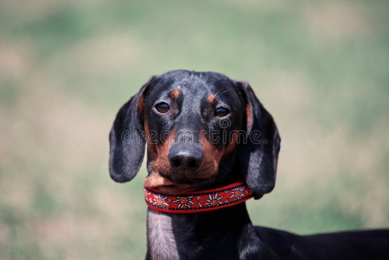 Cão Britânico Com Chapéu De Boliche Preto E Terno Preto Acenando