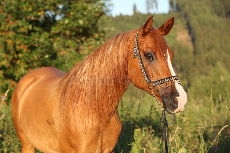 Belo cavalo correndo na frente de girassóis fotos, imagens de © Zuzule  #30035333