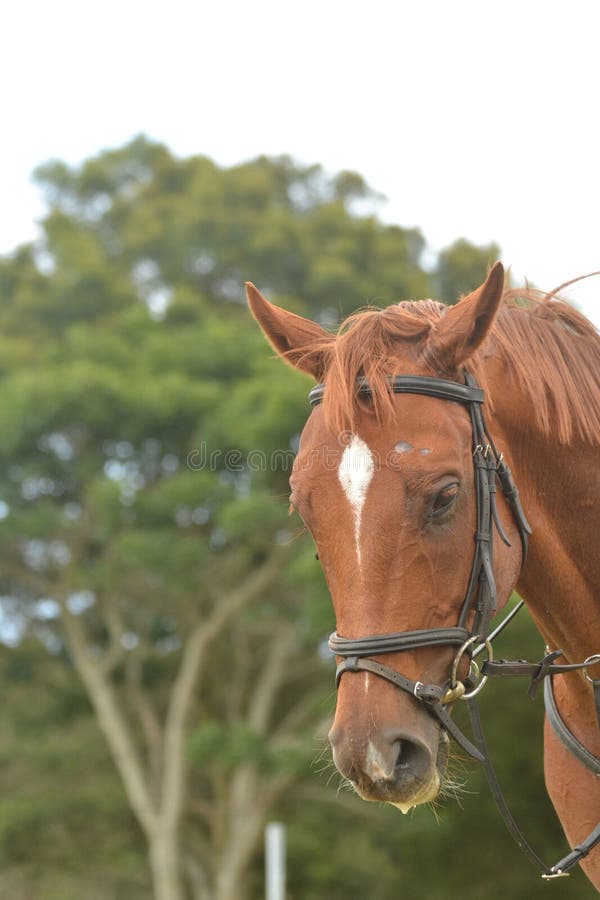 Cavalo De Um Quarto Cinzento Na Frente Do Céu Azul Imagem de Stock - Imagem  de forte, breio: 30679185