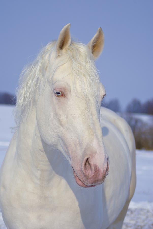 Retrato de cavalo preto pulando cerca contra o pano de fundo do