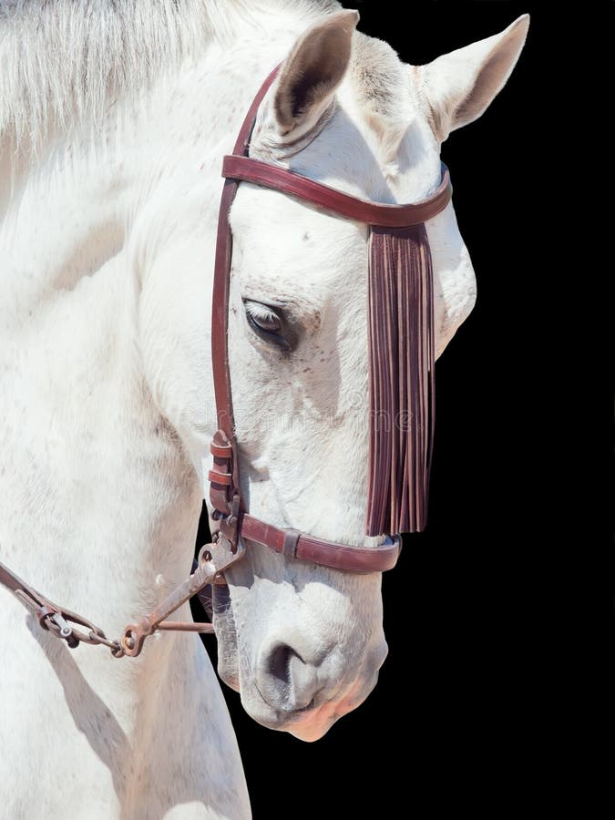 Retrato do cavalo branco salpicado bonito de Andalisian. Spain. mim imagem de stock royalty free Retrato do cavalo branco salpicado bonito de Andalisian. Spain. mim imagem de stock royalty free