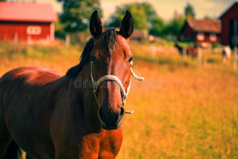 Cavalo frente a frente foto de stock. Imagem de fazenda - 1135038