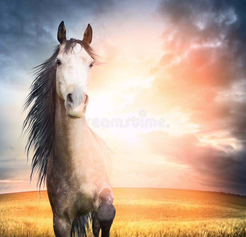 Brown horse portrait with mane and raised leg in sunset light. Brown horse portrait with mane and raised leg in sunset light
