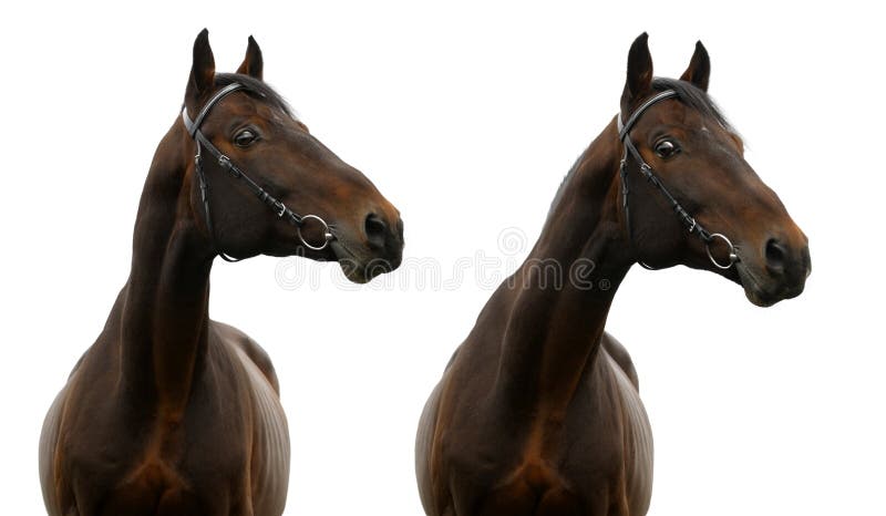 Cavalo à Frente De Uma árvore Foto de Stock - Imagem de marrom, cavalo:  179065984