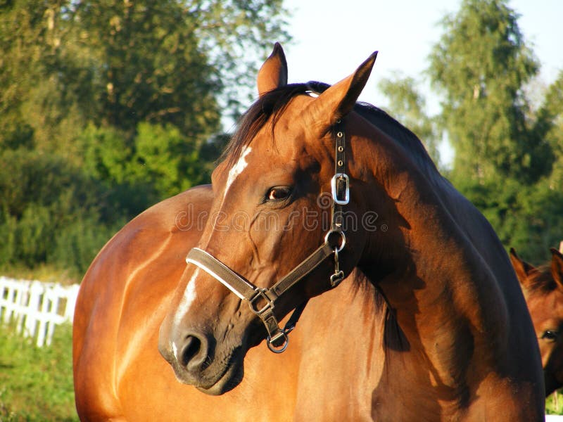 Foto De Stock Cavalo Frente A Frente, Royalty-Free