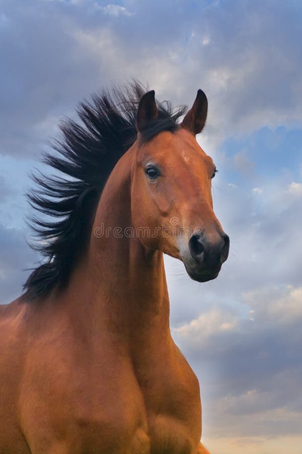 Jogo de dois cavalos imagem de stock. Imagem de preto - 48110871