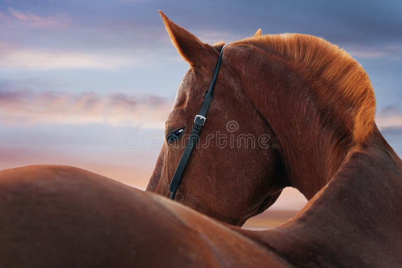 Cavalo De Trabalho Na Frente Do Celeiro Foto de Stock - Imagem de animal,  zoologia: 100606524