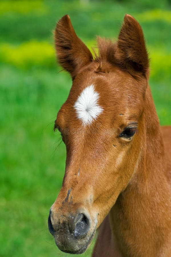 Cavalo Novo Com Boca Aberta Imagem de Stock - Imagem de sorriso, selvagem:  31668367