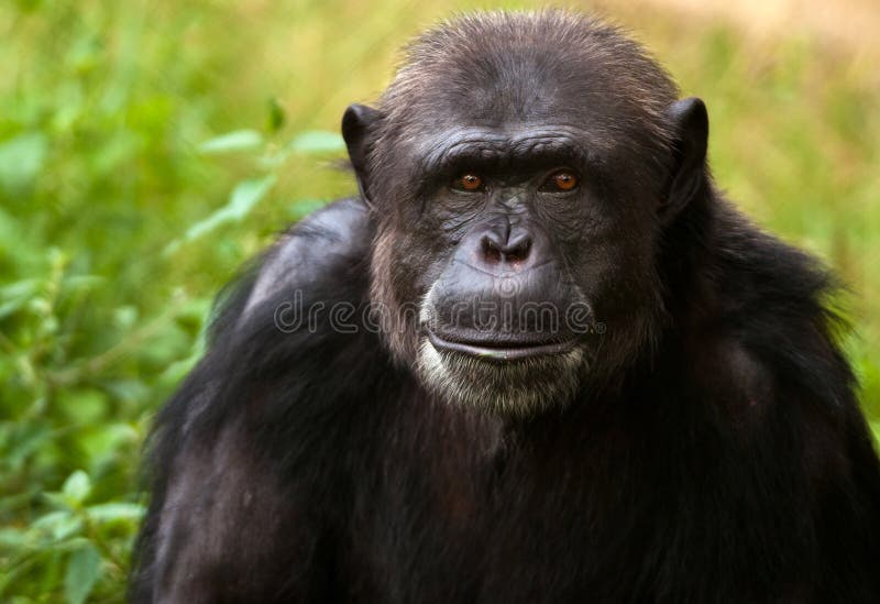 Chimpanzés, Chimpanzés, Animais Selvagens, Isolados, Ape Foto de Stock -  Imagem de isolado, macaco: 165389958