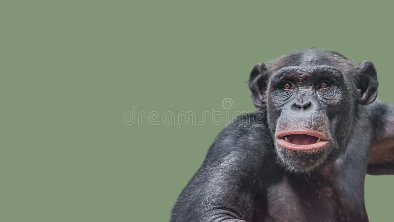 Retrato do chimpanzé querido saber curioso no backgr uniforme liso imagens de stock royalty free Retrato do chimpanzé querido saber curioso no backgr uniforme liso imagens de stock royalty free