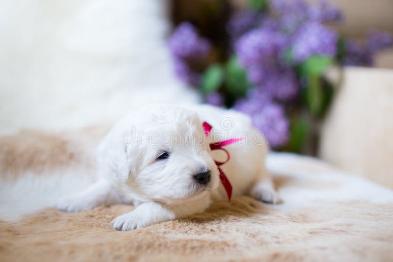 Retrato do close-up do cachorrinho velho de um maremma de duas semanas com fita vermelha que dorme na pele do ` s da vaca fotos de stock Retrato do close-up do cachorrinho velho de um maremma de duas semanas com fita vermelha que dorme na pele do ` s da vaca fotos de stock