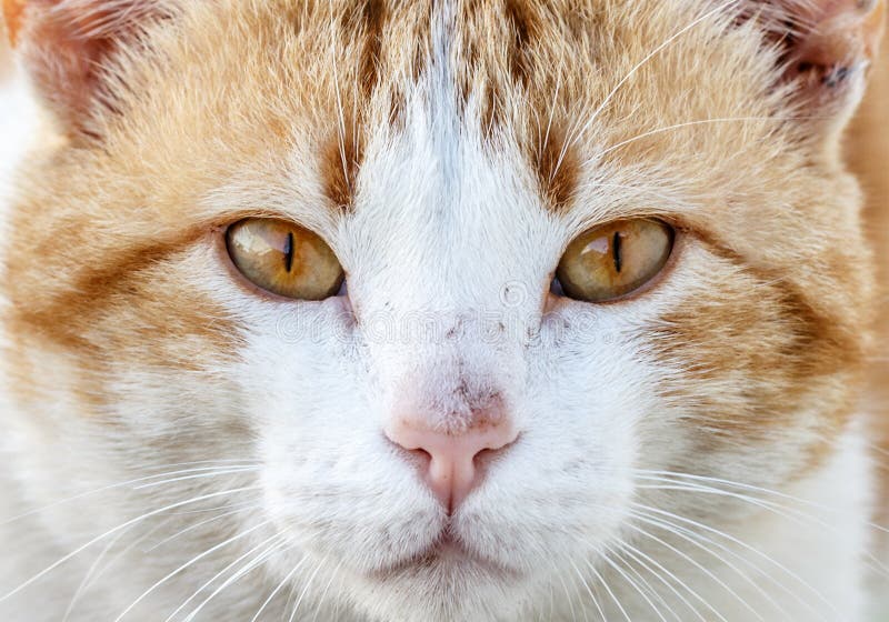 Retrato do close-up de um gato alaranjado e branco bonito que olha em linha reta na câmera fotos de stock Retrato do close-up de um gato alaranjado e branco bonito que olha em linha reta na câmera fotos de stock