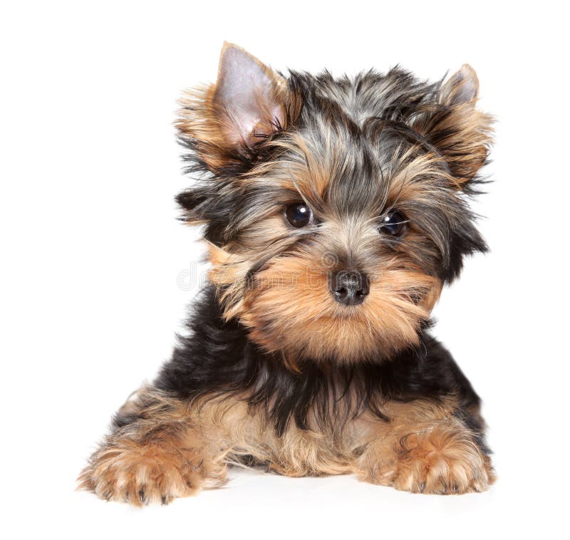Retrato do close-up do terrier de Yorkshire fotografia de stock Retrato do close-up do terrier de Yorkshire fotografia de stock