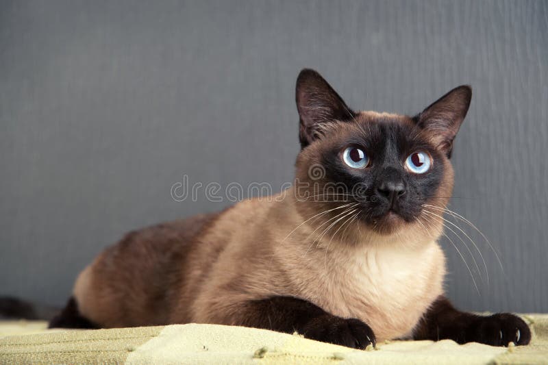 Retrato do close-up do gato Siamese imagem de stock royalty free Retrato do close-up do gato Siamese imagem de stock royalty free