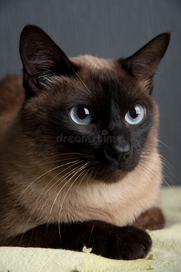 Retrato do close-up do gato Siamese foto de stock Retrato do close-up do gato Siamese foto de stock
