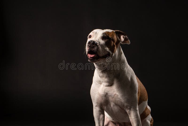 Retrato do close up do puro-sangue adulto bonito Staffordshire bull terrier no fundo preto fotografia de stock royalty free Retrato do close up do puro-sangue adulto bonito Staffordshire bull terrier no fundo preto fotografia de stock royalty free