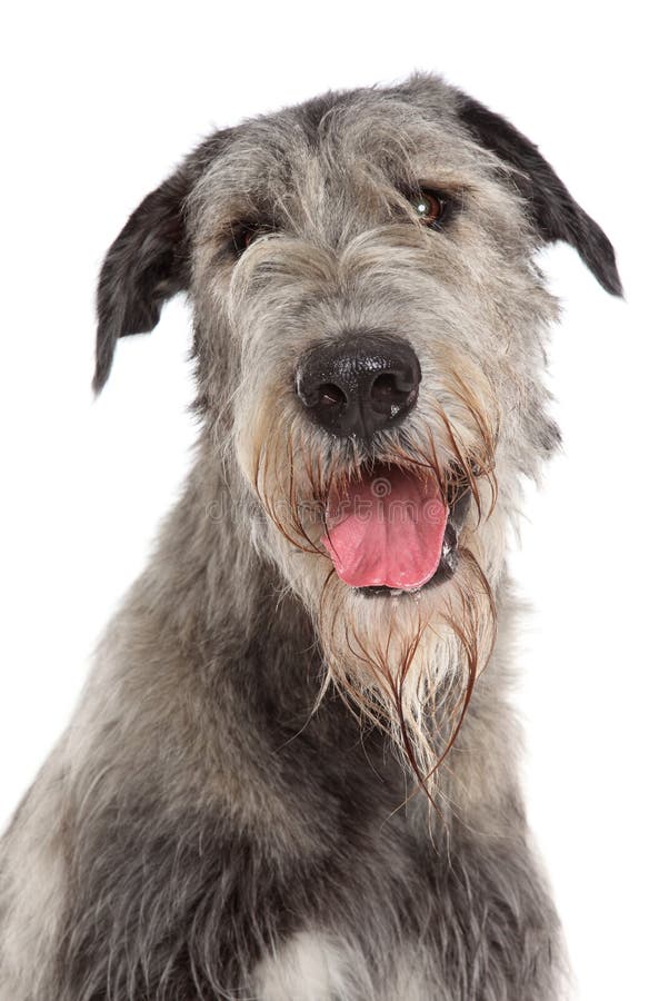 Irish Wolfhound portrait on a white background. Irish Wolfhound portrait on a white background