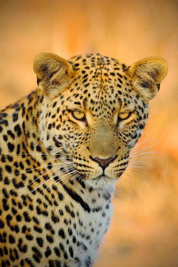 Retrato do detalhe do gato selvagem Leopardo africano, shortidgei do pardus do Panthera, parque nacional de Hwange, Zimbabwe, olh imagem de stock royalty free Retrato do detalhe do gato selvagem Leopardo africano, shortidgei do pardus do Panthera, parque nacional de Hwange, Zimbabwe, olh imagem de stock royalty free