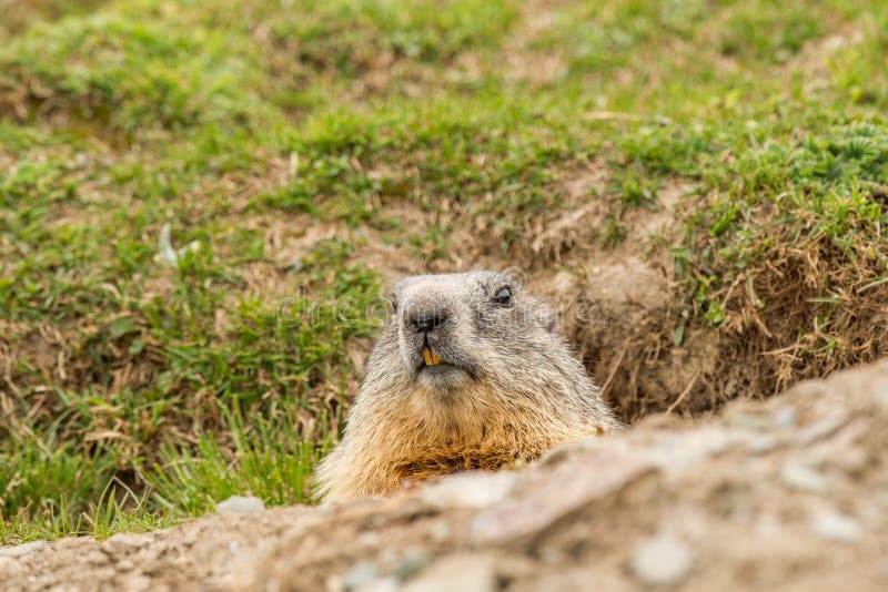 Retrato do dia da marmota do porco à terra imagem de stock royalty free Retrato do dia da marmota do porco à terra imagem de stock royalty free