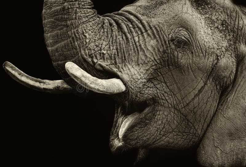 Retrato do elefante foto de stock royalty free Retrato do elefante foto de stock royalty free