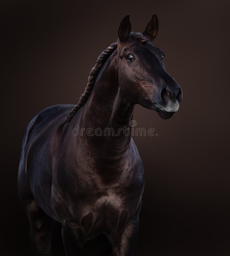 Retrato de cavalo preto pulando cerca contra o pano de fundo do