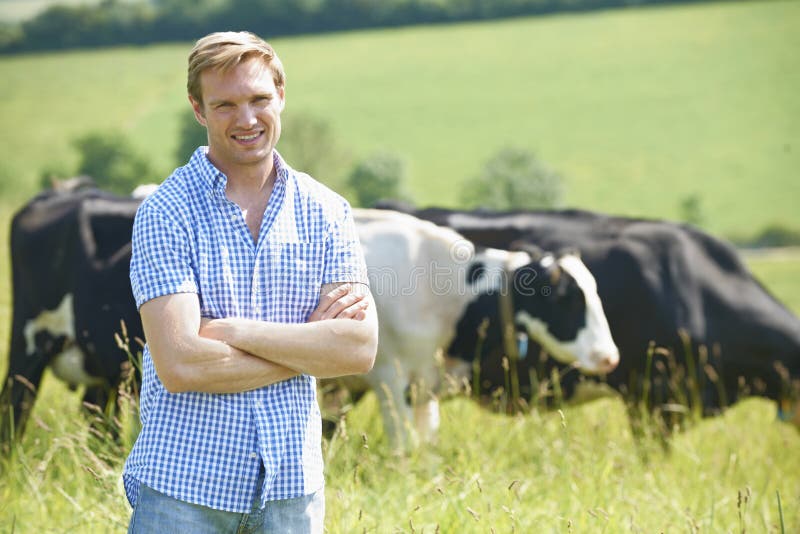 Retrato do gado de In Field With do fazendeiro de leiteria