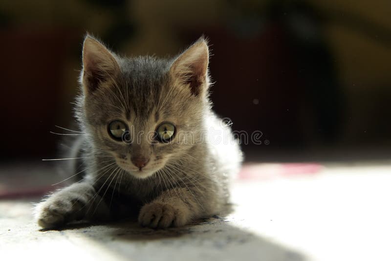 Jogo do gato preto foto de stock. Imagem de gato, animal - 17942790