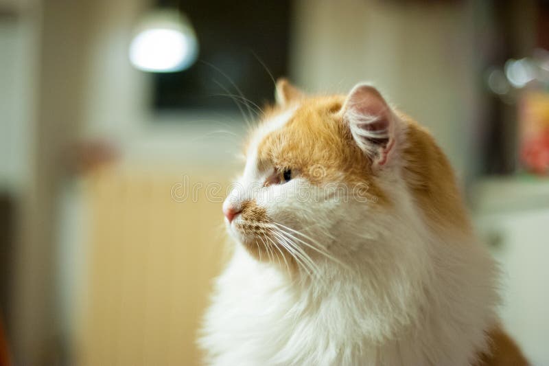 Retrato do gato alaranjado e branco imagens de stock Retrato do gato alaranjado e branco imagens de stock