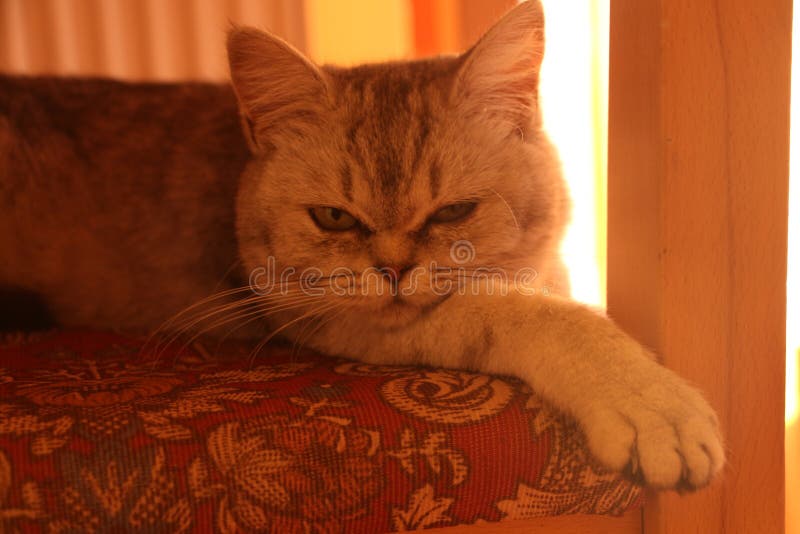 Retrato do gato-do-bamburmila-prateado da noite em amarelo